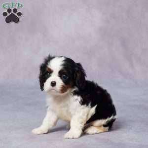 Evan, Cavalier King Charles Spaniel Puppy